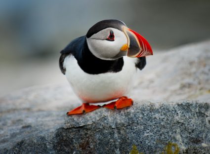 Atlantic puffin on Machias Seal Island, Gulf of Maine. Photo by Ray Hennessy on Unsplash.