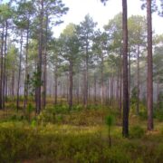 Longleaf pine at Carolina Sandhills National Wildlife Refuge, South Carolina. Photo by Jack Culpepper, USFWS.