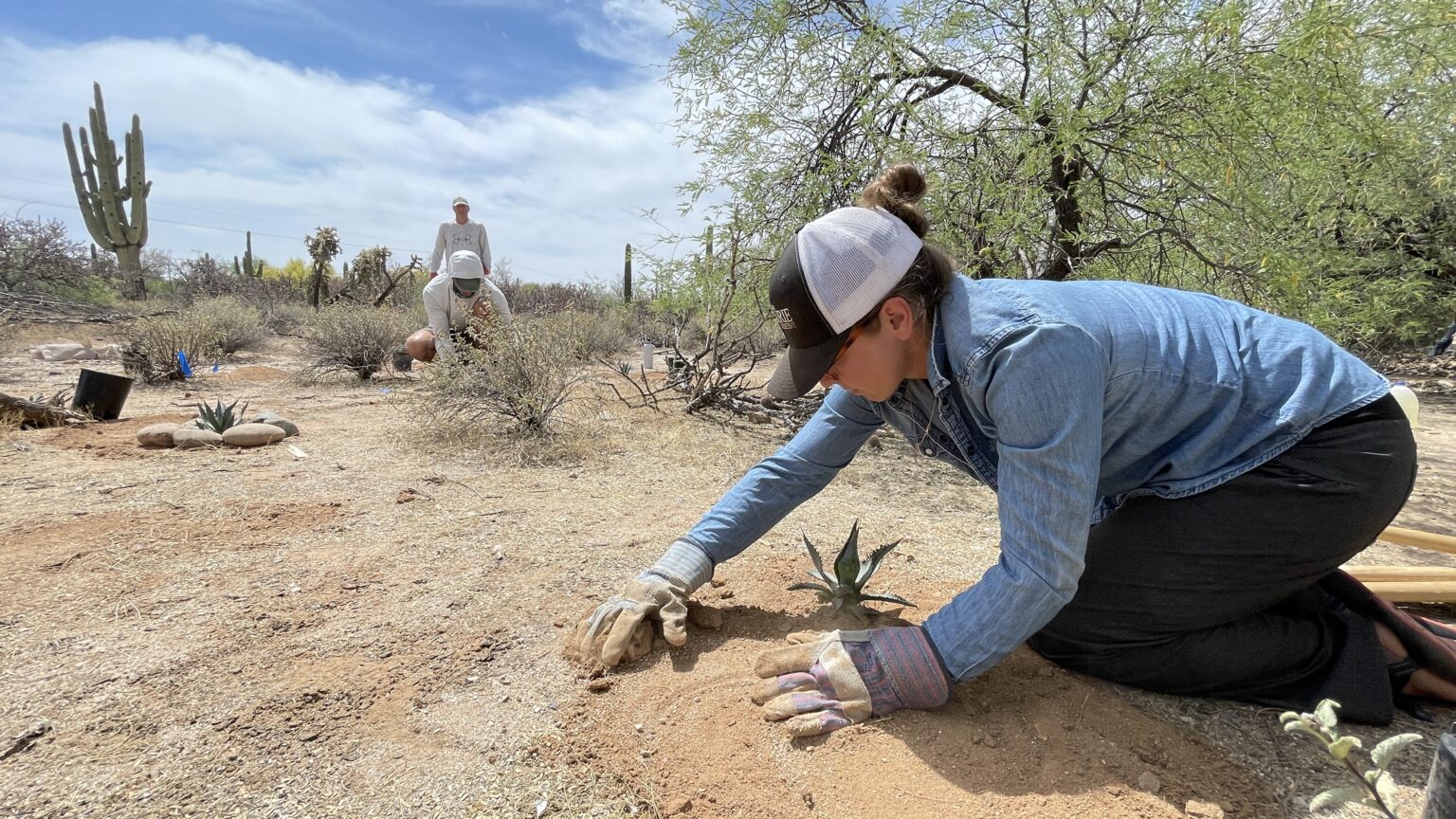 Insights and reflections from Bat Conservation International’s Agave ...